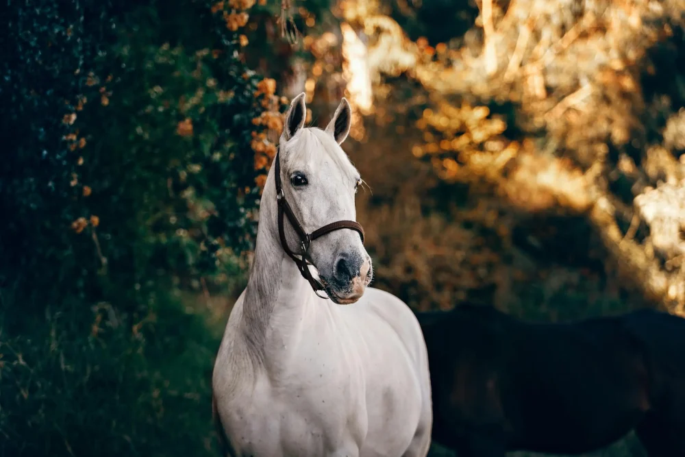 Ein weißes Pferd mit braunem Halfter schaut im Sonnenlicht nach rechts