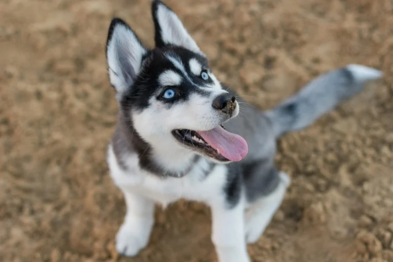Ein glücklicher Husky-Welpe mit leuchtend blauen Augen und brauner Nase, sitzt auf Sand
