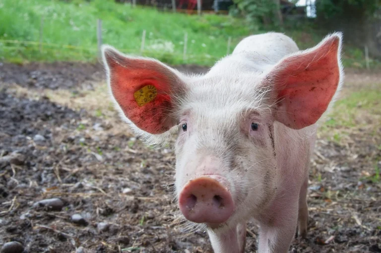 Ein junges, schmutziges Schwein mit rosa Ohrmarke und großen Ohren blickt direkt in die Kamera