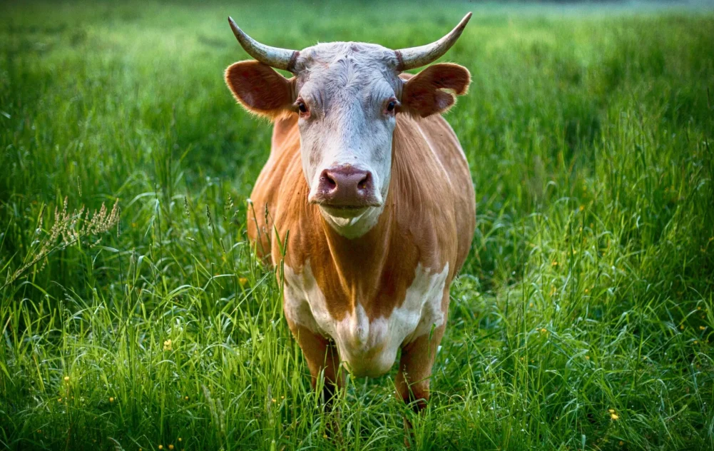Eine braun-weiße Kuh mit Hörnern steht aufrecht auf einer grünen Wiese und blickt direkt in die Kamera