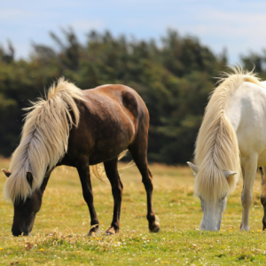 MOMO-Aktiv - Spezialfutter für Islandpferde