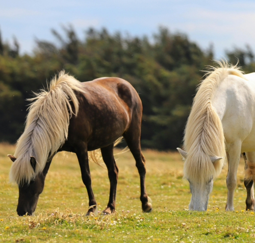 MOMO-Aktiv - Spezialfutter für Islandpferde